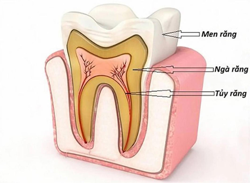 Tủy răng l&agrave; g&igrave; ? Cấu tạo của tủy răng