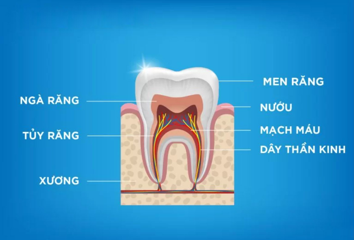 Tủy răng là gì